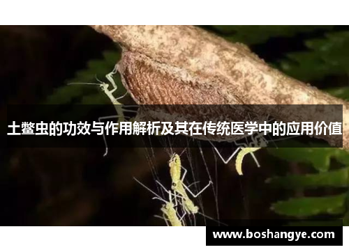 土鳖虫的功效与作用解析及其在传统医学中的应用价值
