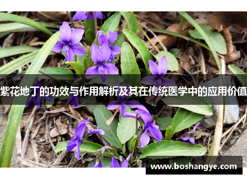 紫花地丁的功效与作用解析及其在传统医学中的应用价值