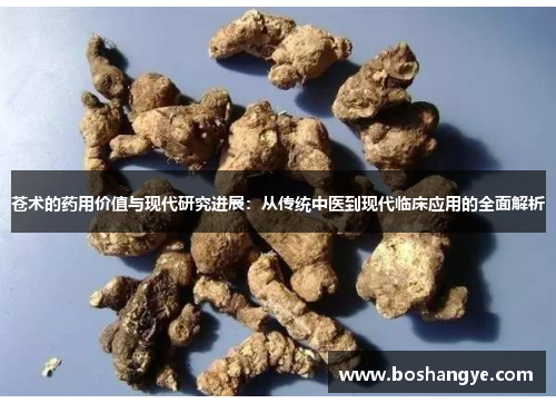 苍术的药用价值与现代研究进展：从传统中医到现代临床应用的全面解析